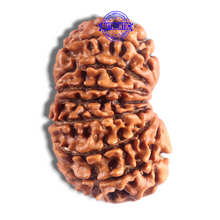 Load image into Gallery viewer, 14 Mukhi Nepalese Rudraksha - Bead No. 246
