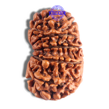 Load image into Gallery viewer, 14 Mukhi Nepalese Rudraksha - Bead No. 246
