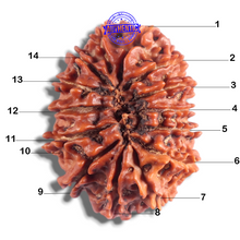 Load image into Gallery viewer, 14 Mukhi Nepalese Rudraksha - Bead No. 250
