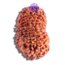 Load image into Gallery viewer, 14 Mukhi Nepalese Rudraksha - Bead No. 250
