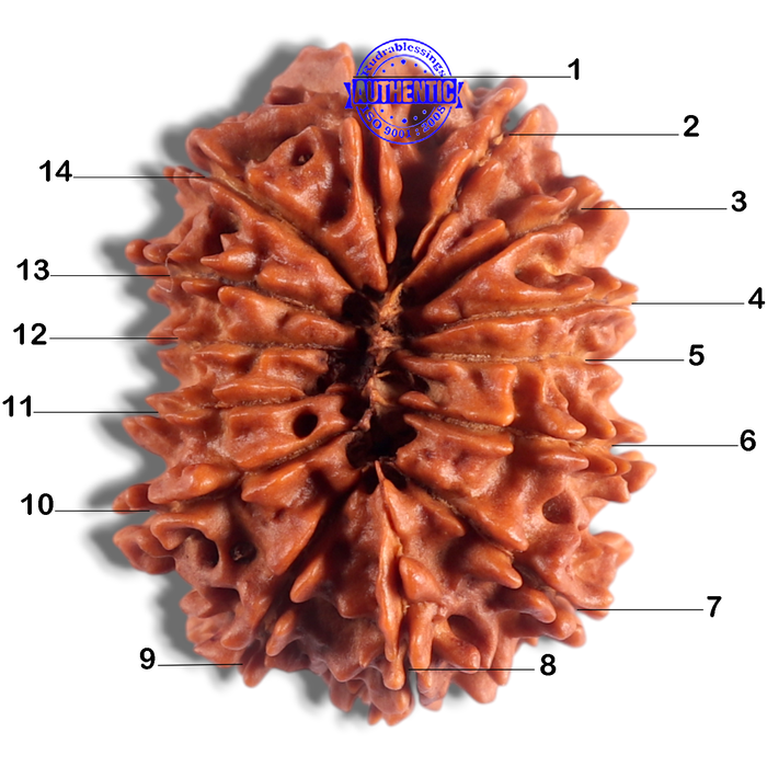 14 Mukhi Nepalese Rudraksha - Bead No. 269