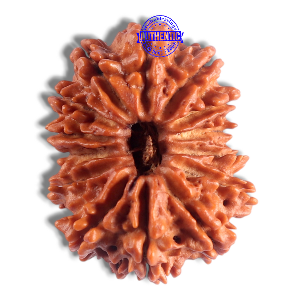 14 Mukhi Nepalese Rudraksha - Bead No. 269