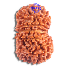 Load image into Gallery viewer, 14 Mukhi Nepalese Rudraksha - Bead No. 269
