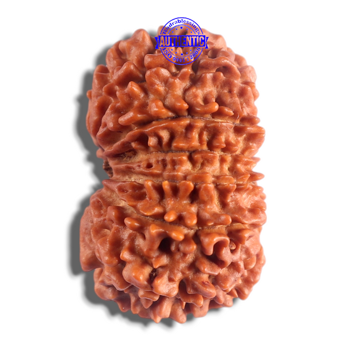 14 Mukhi Nepalese Rudraksha - Bead No. 269