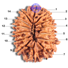 Load image into Gallery viewer, 14 Mukhi Nepalese Rudraksha - Bead No. 295
