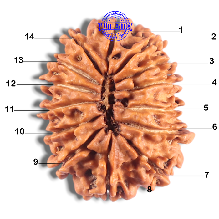 14 Mukhi Nepalese Rudraksha - Bead No. 295