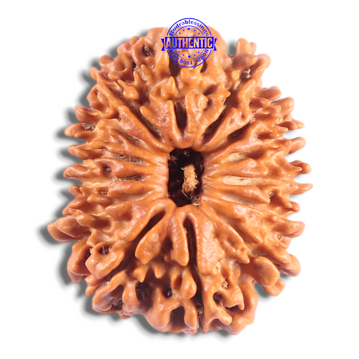 14 Mukhi Nepalese Rudraksha - Bead No. 295