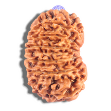 Load image into Gallery viewer, 14 Mukhi Nepalese Rudraksha - Bead No. 295
