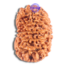 Load image into Gallery viewer, 14 Mukhi Nepalese Rudraksha - Bead No. 295

