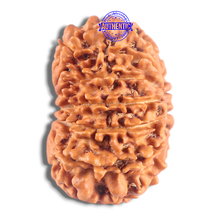 14 Mukhi Nepalese Rudraksha - Bead No. 295