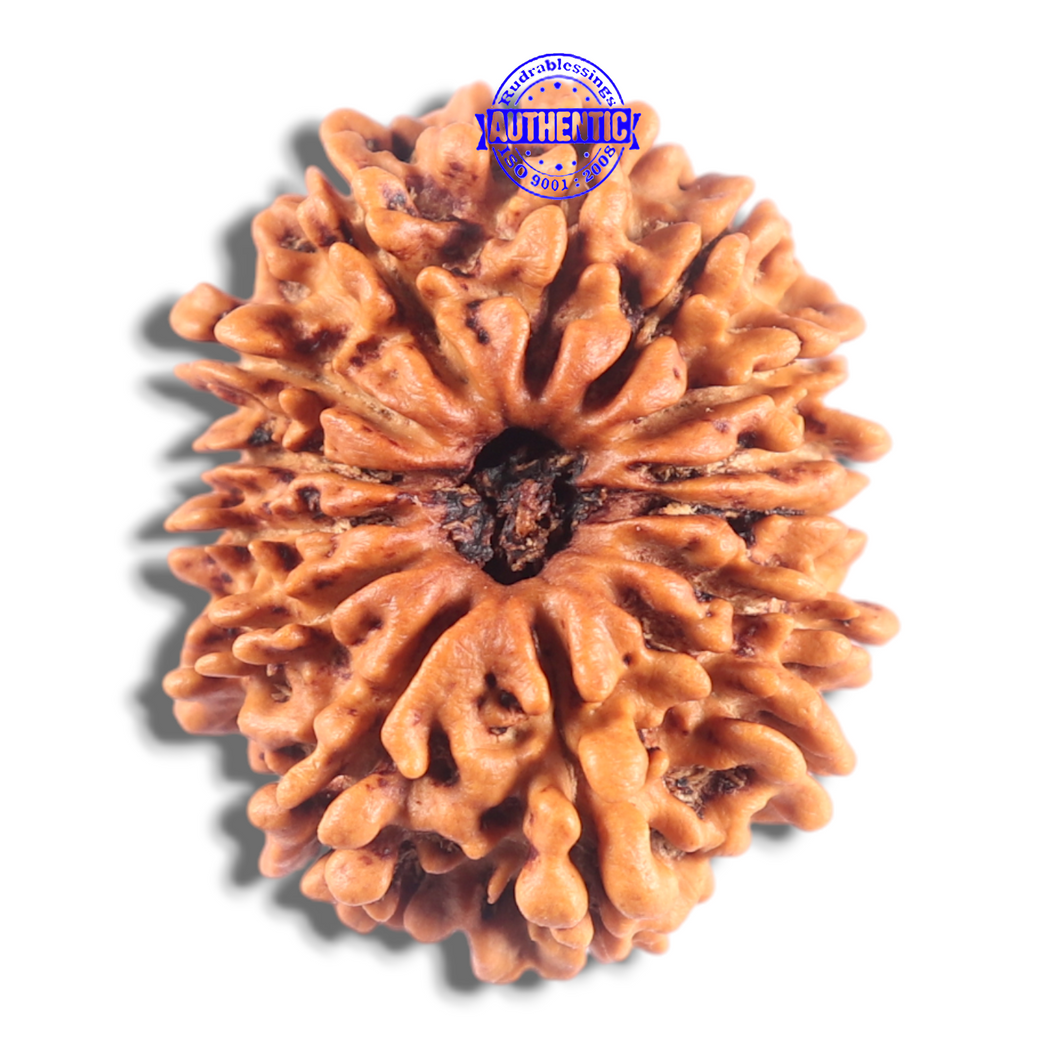 14 Mukhi Nepalese Rudraksha - Bead No. 297