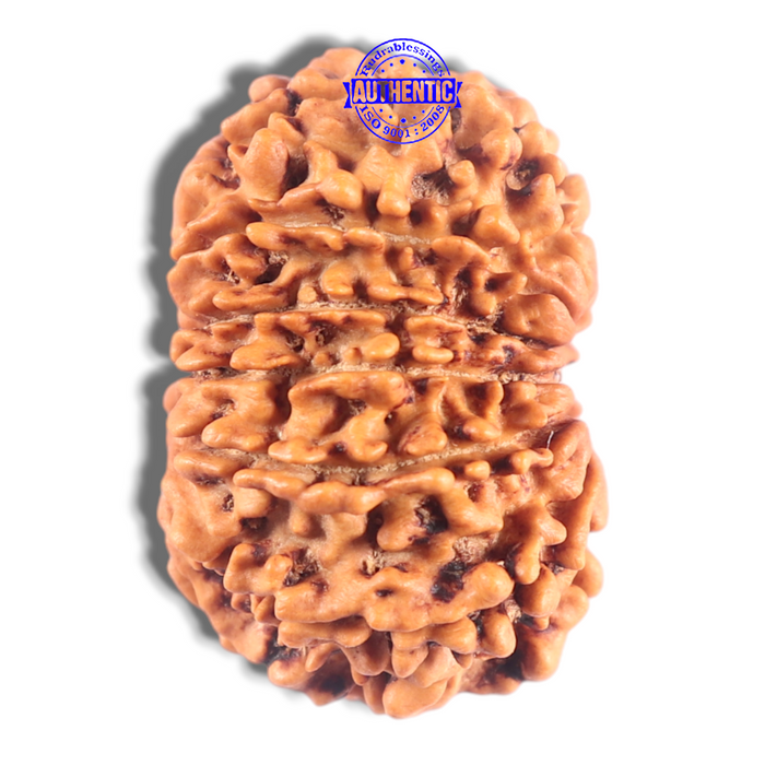 14 Mukhi Nepalese Rudraksha - Bead No. 297