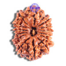 Load image into Gallery viewer, 14 Mukhi Nepalese Rudraksha - Bead No. 299
