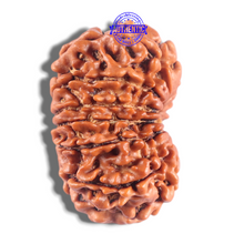 Load image into Gallery viewer, 14 Mukhi Nepalese Rudraksha - Bead No. 299
