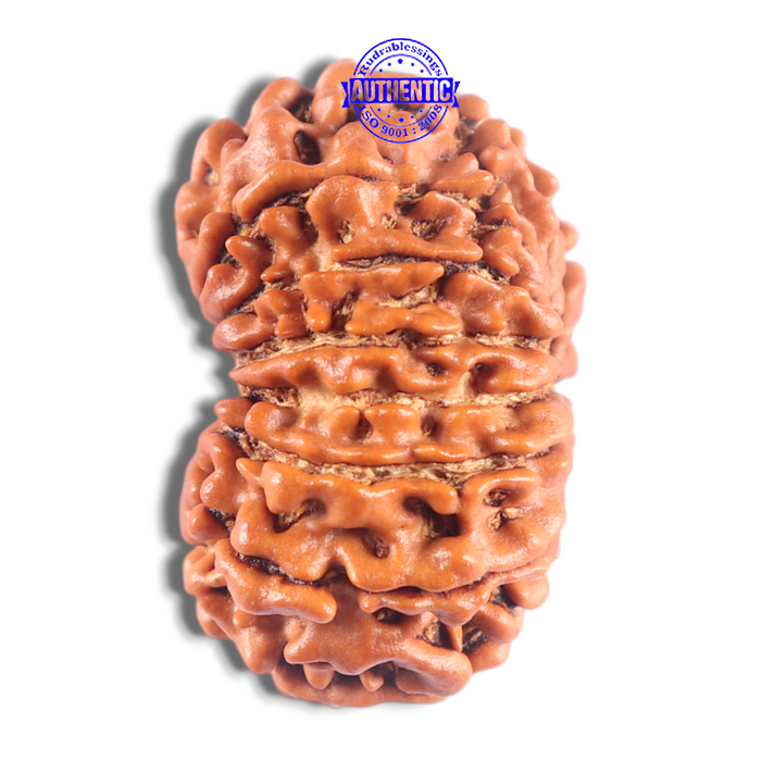 14 Mukhi Nepalese Rudraksha - Bead No. 299