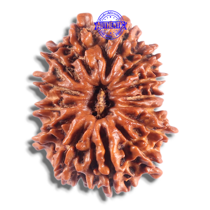 14 Mukhi Nepalese Rudraksha - Bead No. 302