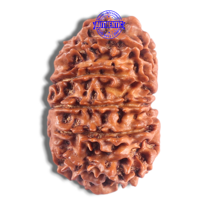 14 Mukhi Nepalese Rudraksha - Bead No. 302