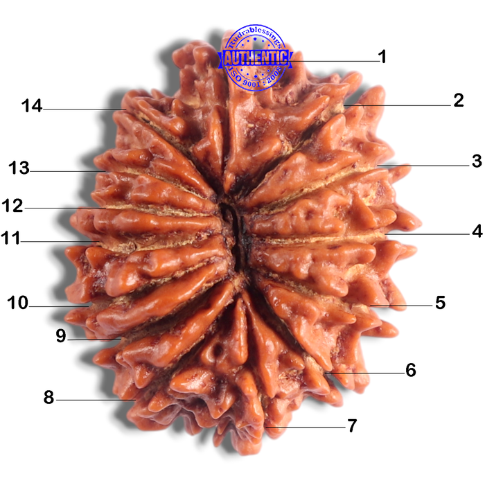 14 Mukhi Nepalese Rudraksha - Bead No. 304