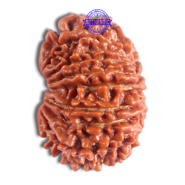 14 Mukhi Nepalese Rudraksha - Bead No. 304