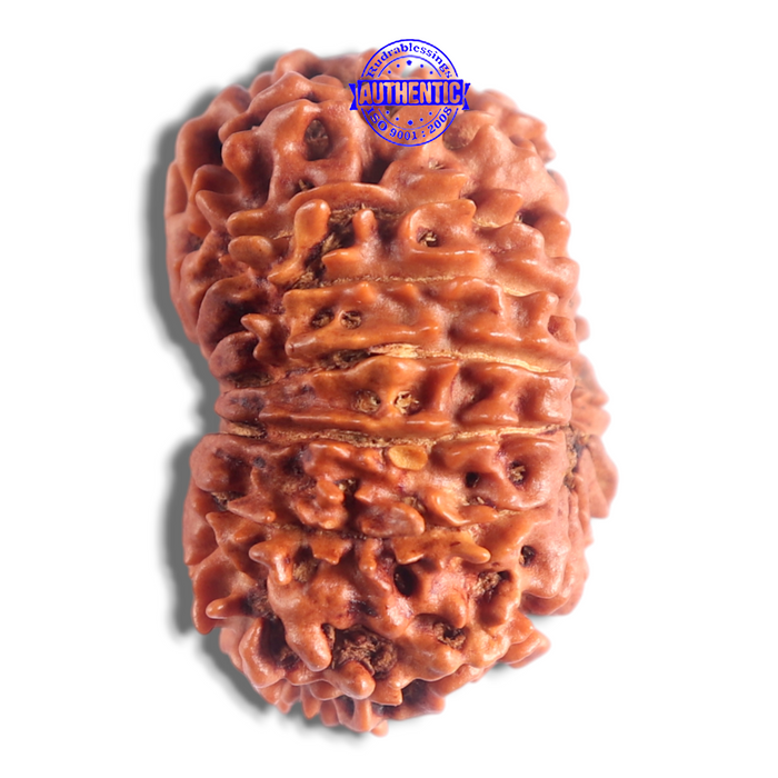 14 Mukhi Nepalese Rudraksha - Bead No. 309