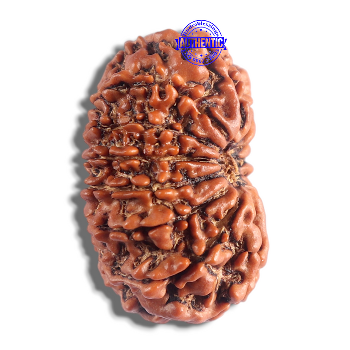 14 Mukhi Nepalese Rudraksha - Bead No. 317