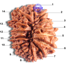 Load image into Gallery viewer, 14 Mukhi Nepalese Rudraksha - Bead No. 322
