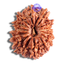 Load image into Gallery viewer, 14 Mukhi Nepalese Rudraksha - Bead No. 322
