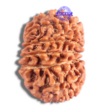 Load image into Gallery viewer, 14 Mukhi Nepalese Rudraksha - Bead No. 322
