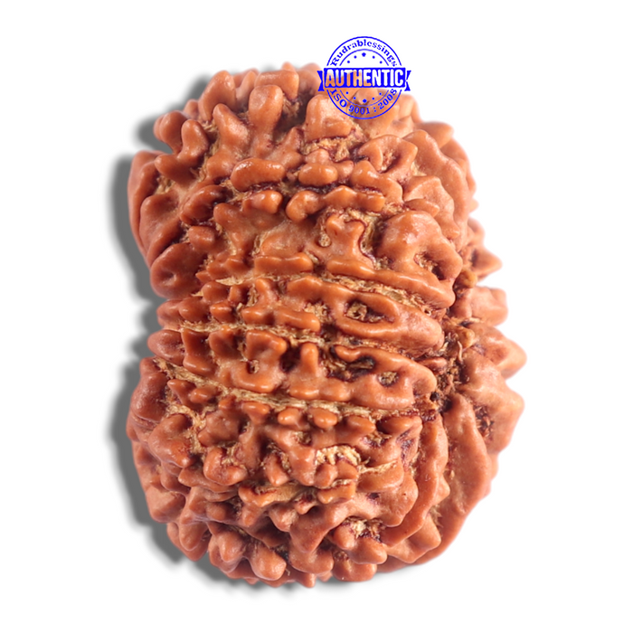14 Mukhi Nepalese Rudraksha - Bead No. 322
