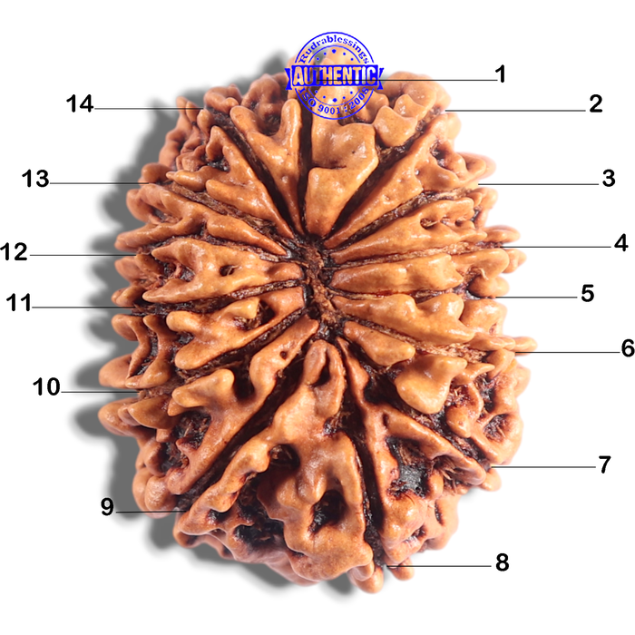 14 Mukhi Nepalese Rudraksha - Bead No. 326