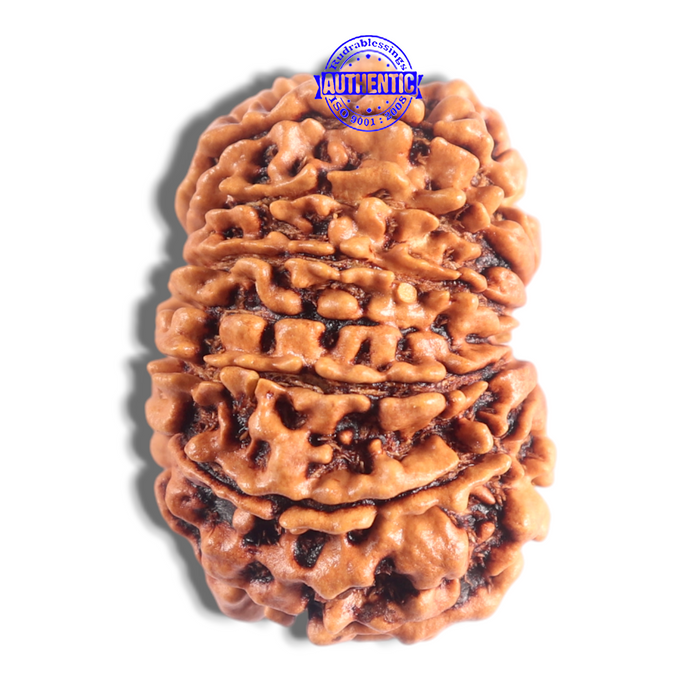 14 Mukhi Nepalese Rudraksha - Bead No. 326