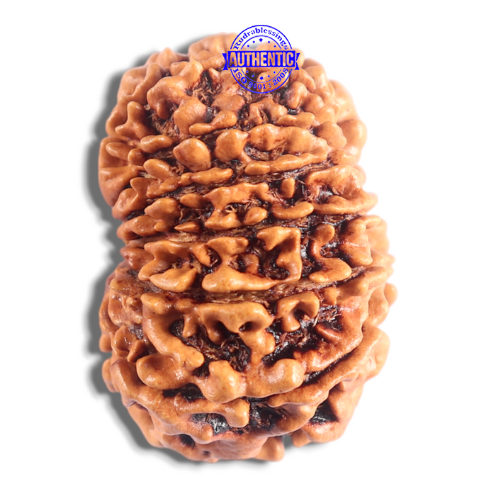 14 Mukhi Nepalese Rudraksha - Bead No. 326