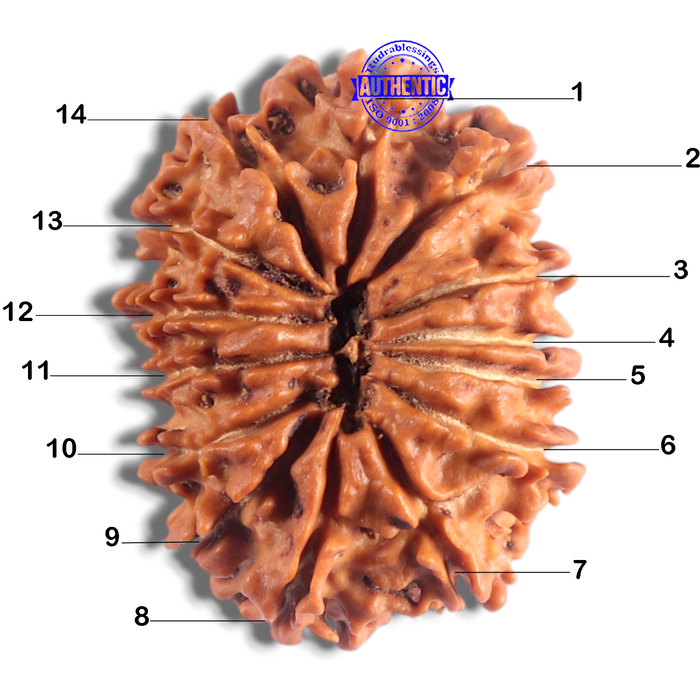 14 Mukhi Nepalese Rudraksha - Bead No. 327