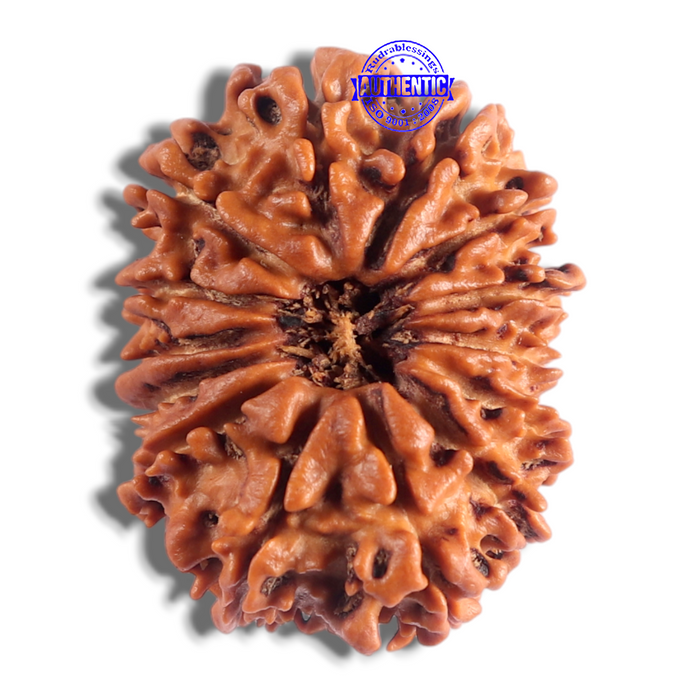 14 Mukhi Nepalese Rudraksha - Bead No. 327