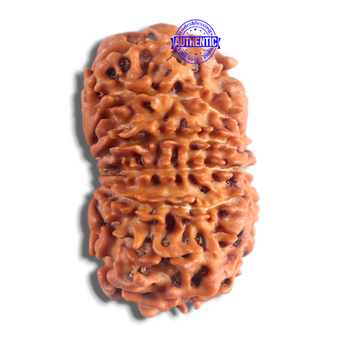 14 Mukhi Nepalese Rudraksha - Bead No. 327