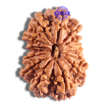 Load image into Gallery viewer, 14 Mukhi Nepalese Rudraksha - Bead No. 329
