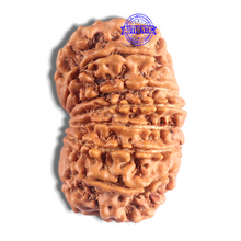 Load image into Gallery viewer, 14 Mukhi Nepalese Rudraksha - Bead No. 329
