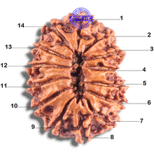 Load image into Gallery viewer, 14 Mukhi Nepalese Rudraksha - Bead No. 332
