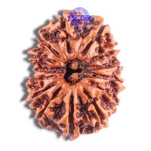 Load image into Gallery viewer, 14 Mukhi Nepalese Rudraksha - Bead No. 332
