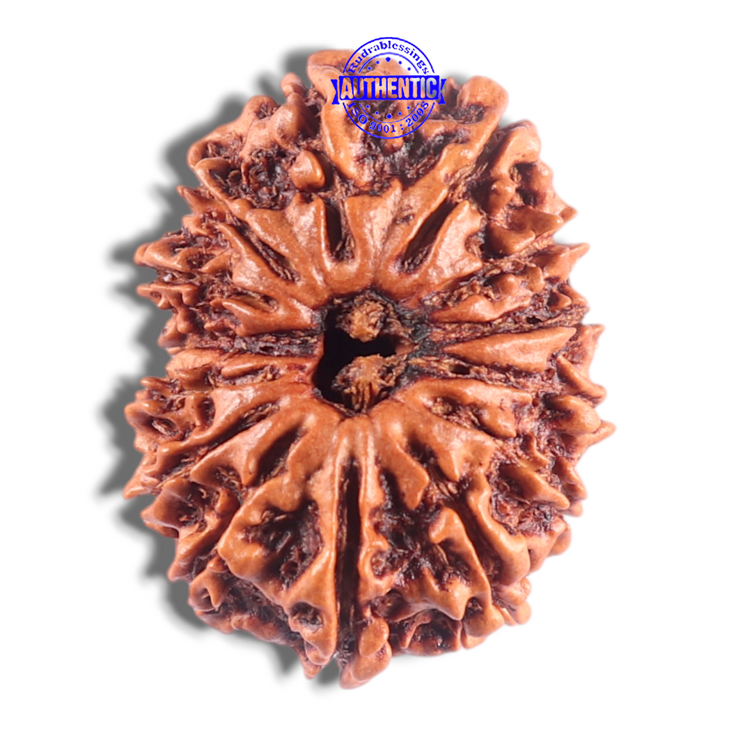14 Mukhi Nepalese Rudraksha - Bead No. 332