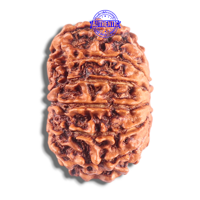 14 Mukhi Nepalese Rudraksha - Bead No. 332