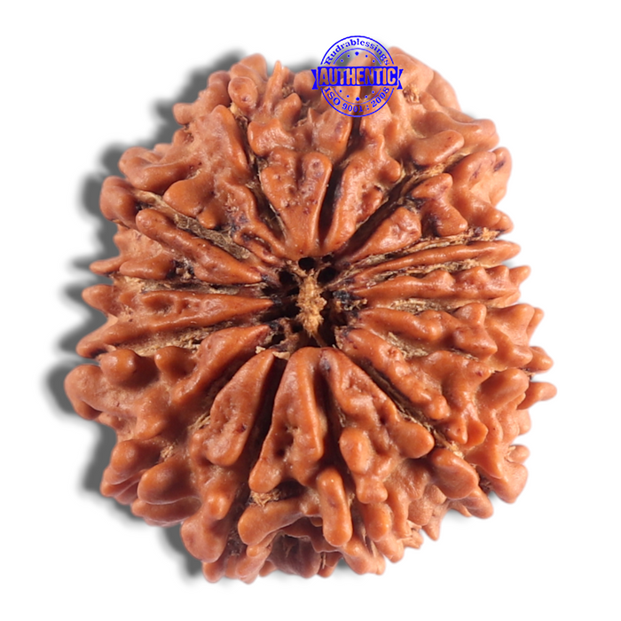 14 Mukhi Nepalese Rudraksha - Bead No. 333