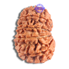Load image into Gallery viewer, 14 Mukhi Nepalese Rudraksha - Bead No. 333
