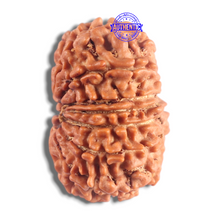 Load image into Gallery viewer, 14 Mukhi Nepalese Rudraksha - Bead No. 333
