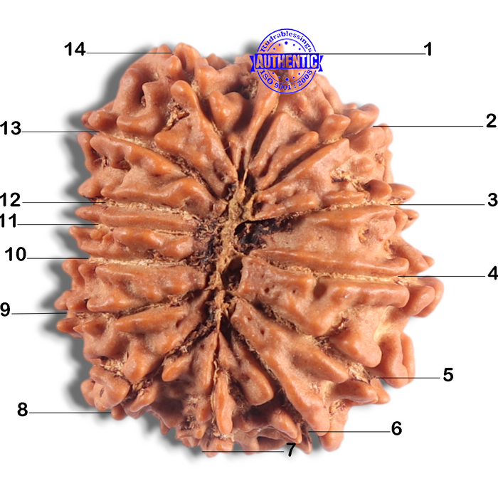 14 Mukhi Nepalese Rudraksha - Bead No. 333