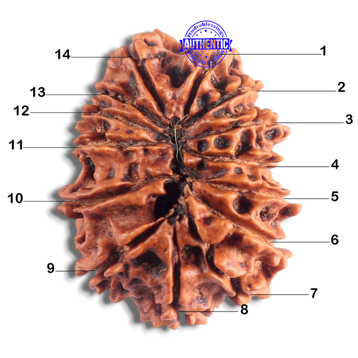 14 Mukhi Nepalese Rudraksha - Bead No. 334