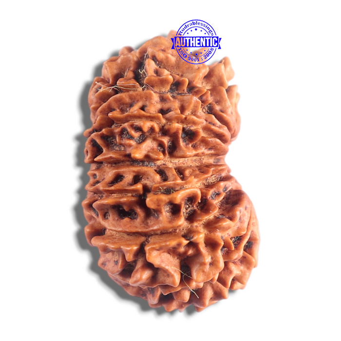 14 Mukhi Nepalese Rudraksha - Bead No. 334