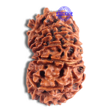 Load image into Gallery viewer, 14 Mukhi Nepalese Rudraksha - Bead No. 334
