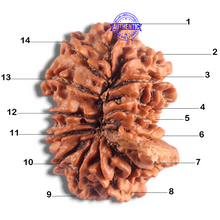 Load image into Gallery viewer, 14 Mukhi Nepalese Ganesh Rudraksha - Bead No. 335

