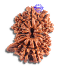 Load image into Gallery viewer, 14 Mukhi Nepalese Ganesh Rudraksha - Bead No. 335
